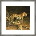 Two Leopards Lying In The Exeter Exchange Framed Print
