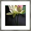 Two Lotus Flowers Framed Print