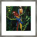 Two Macaws In The Rain Forest Framed Print