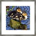 Two Mallard Ducklings Framed Print