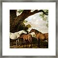Two Mares And A Foal Framed Print