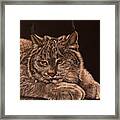 Two Paws Down Framed Print