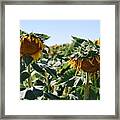 Two Sunflowers In Field Framed Print