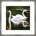 Two Swans A Swimming Framed Print