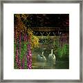 Two Swans And A Bridge Framed Print