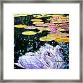 Two Swans In The Lilies Framed Print