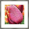 Two Toned Tulip Framed Print