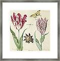 Two Tulips, A Shell, A Butterfly And A Dragonfly Framed Print
