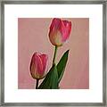 Two Tulips For You Framed Print