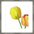 Two Tulips Framed Print