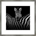 Two Zebras In Black And White Framed Print