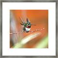 Ucellino Hummingbird Framed Print