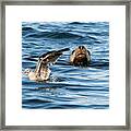 Unaware Framed Print