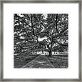 Under The Century Tree - Black And White Framed Print