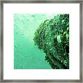 Under The Sea Framed Print