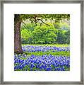 Under The Tree Framed Print