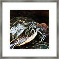 Underwater Turtle Framed Print