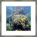 Underwater World Framed Print