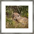 Unita Ground Squirrel Framed Print