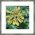 Unknown Holly Framed Print