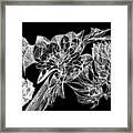 From The Ethers... Framed Print