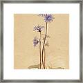 Blue Blossoms Framed Print