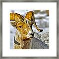 Up Close But Not Personal Framed Print