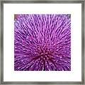 Up Close On Musk Thistle Bloom Framed Print