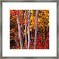 Usa, Maine, Autumn Maple Trees Framed Print