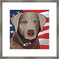 Usa Silver Lab Framed Print