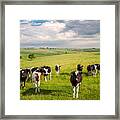 Valley Of The Cows Framed Print