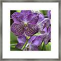 Vanda Orchid Framed Print