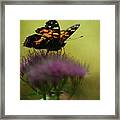 Vanessa Virginiensis American Lady Butterfly Framed Print