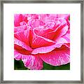 Variegated Pink And White Rose Petals Framed Print