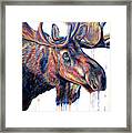 Velvet Moose Framed Print