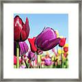 Velvet Red And Purple Tulip Flowers Closeup Framed Print