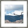 Vermillion Flycatcher Male Framed Print