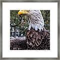 Veterans Day Nyc 11 11  2015 Challenger The Bald Eagle Framed Print