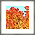 Vibrant Autumn Trees Framed Print