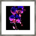 Vibrant Orchids Framed Print