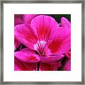 Vibrant Pink Flowers Framed Print