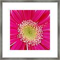Vibrant Pink Gerber Daisy Framed Print