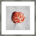 Vibrant Red Ribbed Sea Shell In Fine Wet Sand Macro Square Format Framed Print
