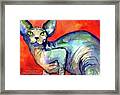 Vibrant Watercolor Sphynx Painting By Framed Print