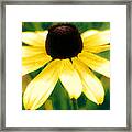 Vibrant Yellow Coneflower Framed Print