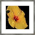 Vibrant Yellow Hibiscus By Kaye Menner Framed Print