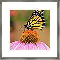 Monarch Butterfly On A Purple Coneflower Framed Print