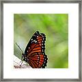 Viceroy Butterfly Side View Framed Print