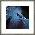 Victorian Crowned Pigeon Framed Print