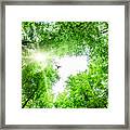 View Through Tree Canopy With Bird Soaring Framed Print